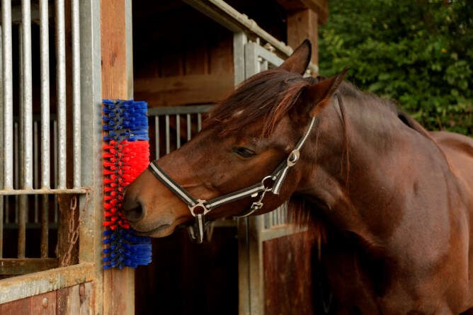 KERBL Halbrunde Kratzbürste